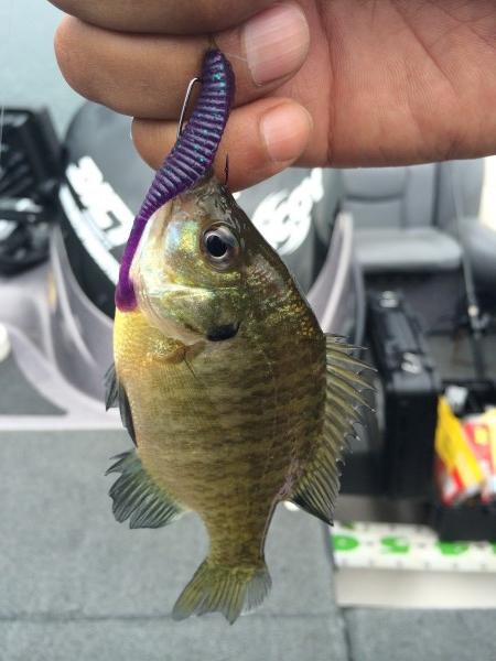 hideup 讓ｪ螻ｱ逶ｴ莠ｺ 繝悶Ο繧ｰ蜀咏悄 2016/01/19