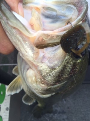 hideup 横山直人 ブログ写真 2015/05/10