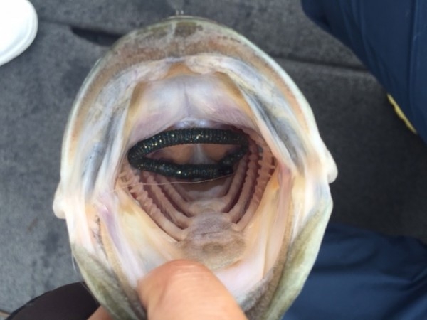 hideup 横山直人 ブログ写真 2015/05/18