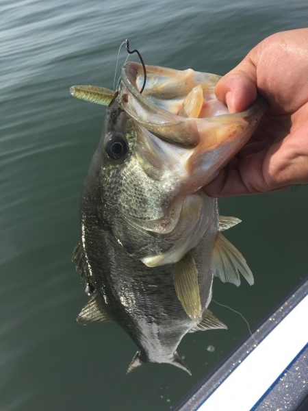 hideup 讓ｪ螻ｱ逶ｴ莠ｺ 繝悶Ο繧ｰ蜀咏悄 2016/05/15