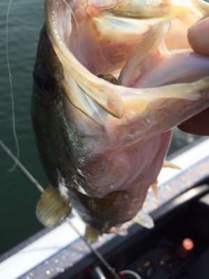 hideup 横山直人 ブログ写真 2015/05/06