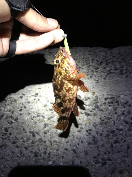 hideup 讓ｪ螻ｱ逶ｴ莠ｺ 繝悶Ο繧ｰ蜀咏悄 2017/01/08