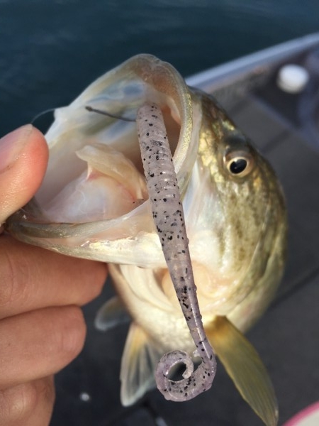 hideup 讓ｪ螻ｱ逶ｴ莠ｺ 繝悶Ο繧ｰ蜀咏悄 2015/12/13