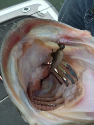 hideup 横山直人 ブログ写真 2015/05/04