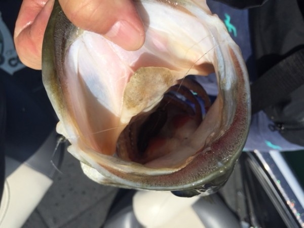 hideup 横山直人 ブログ写真 2015/05/02