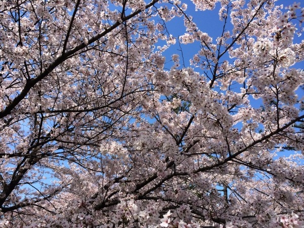 hideup 讓ｪ螻ｱ逶ｴ莠ｺ 繝悶Ο繧ｰ蜀咏悄 2014/04/06