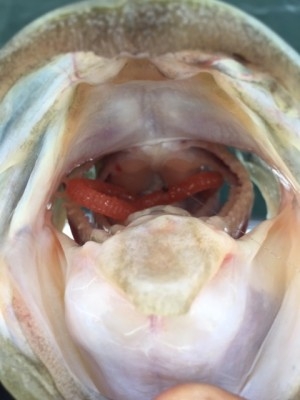 hideup 横山直人 ブログ写真 2015/07/12