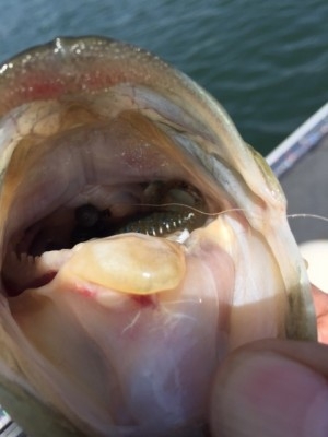 hideup 横山直人 ブログ写真 2015/04/18