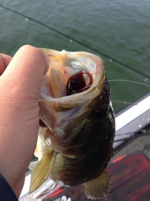 hideup 横山直人 ブログ写真 2015/05/06