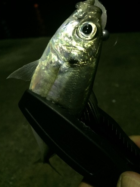 hideup 讓ｪ螻ｱ逶ｴ莠ｺ 繝悶Ο繧ｰ蜀咏悄 2015/11/14