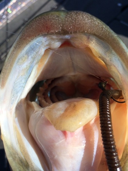 hideup 讓ｪ螻ｱ逶ｴ莠ｺ 繝悶Ο繧ｰ蜀咏悄 2014/05/21