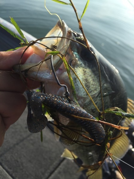 hideup 讓ｪ螻ｱ逶ｴ莠ｺ 繝悶Ο繧ｰ蜀咏悄 2016/07/18