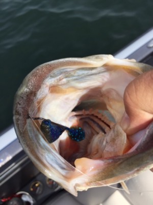 hideup 横山直人 ブログ写真 2015/05/06