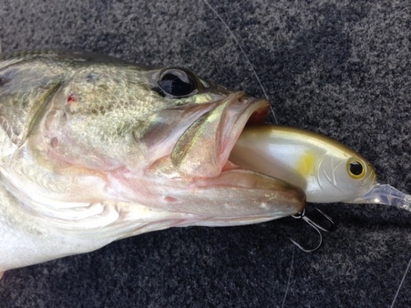 hideup 横山直人 ブログ写真 2014/10/09