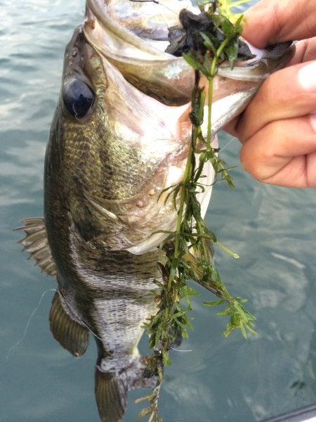 hideup 讓ｪ螻ｱ逶ｴ莠ｺ 繝悶Ο繧ｰ蜀咏悄 2014/09/15