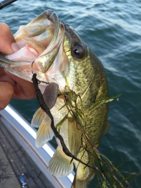 hideup 讓ｪ螻ｱ逶ｴ莠ｺ 繝悶Ο繧ｰ蜀咏悄 2016/08/11