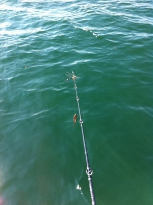 hideup 横山直人 ブログ写真 2015/05/12