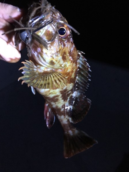 hideup 讓ｪ螻ｱ逶ｴ莠ｺ 繝悶Ο繧ｰ蜀咏悄 2016/01/11