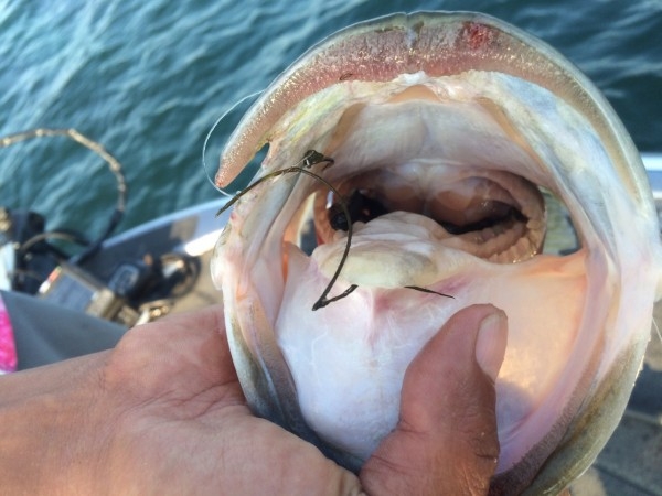 hideup 横山直人 ブログ写真 2015/08/15