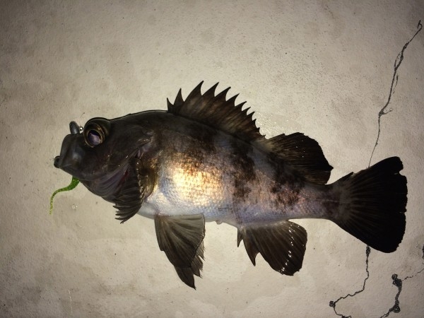 hideup 横山直人 ブログ写真 2015/01/07