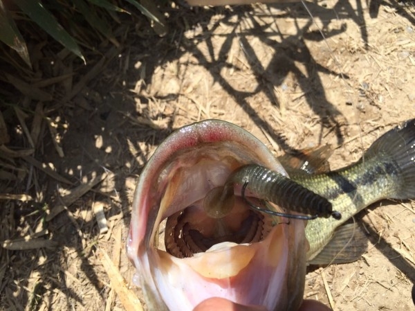 hideup 讓ｪ螻ｱ逶ｴ莠ｺ 繝悶Ο繧ｰ蜀咏悄 2016/05/05