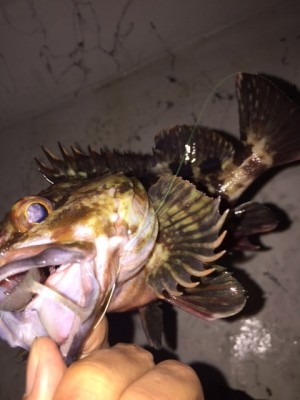 hideup 横山直人 ブログ写真 2015/01/26