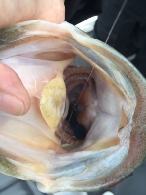 hideup 横山直人 ブログ写真 2015/05/10