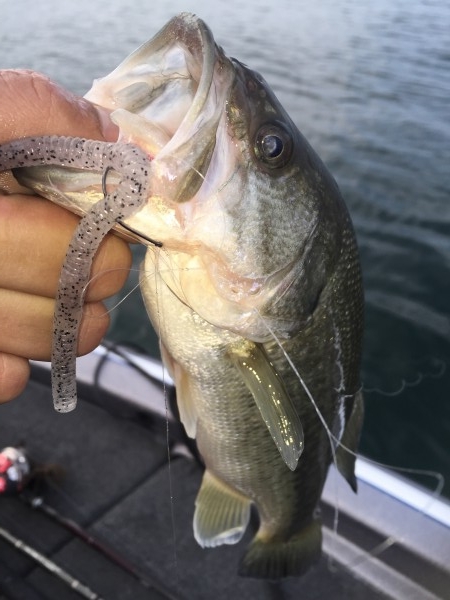 hideup 讓ｪ螻ｱ逶ｴ莠ｺ 繝悶Ο繧ｰ蜀咏悄 2015/12/13