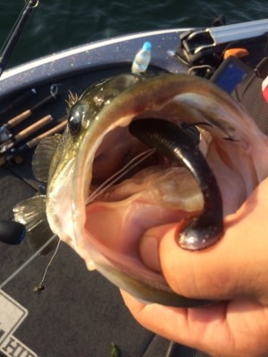 hideup 横山直人 ブログ写真 2015/08/15