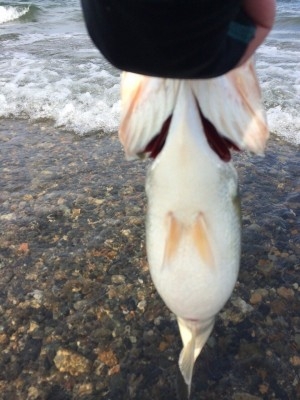 hideup 讓ｪ螻ｱ逶ｴ莠ｺ 繝悶Ο繧ｰ蜀咏悄 2014/09/18