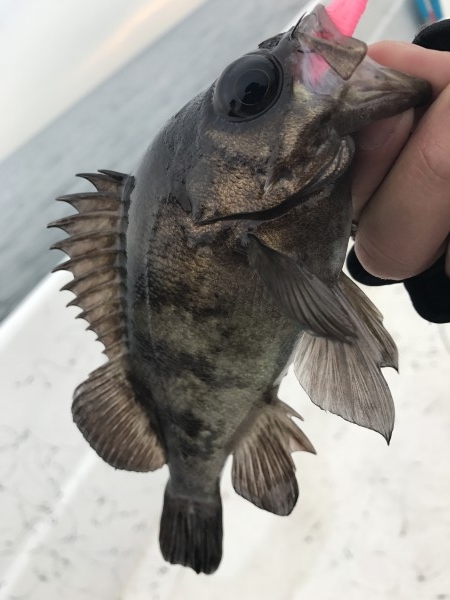 hideup 讓ｪ螻ｱ逶ｴ莠ｺ 繝悶&Omicron;繧ｰ蜀咏悄 2017/03/02