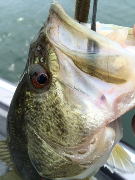 hideup 讓ｪ螻ｱ逶ｴ莠ｺ 繝悶Ο繧ｰ蜀咏悄 2014/04/13