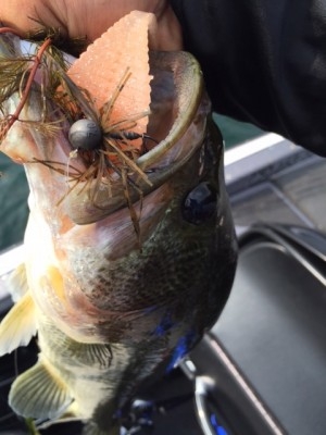 hideup 横山直人 ブログ写真 2015/06/20
