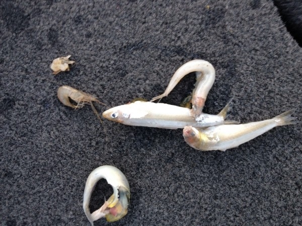 hideup 讓ｪ螻ｱ逶ｴ莠ｺ 繝悶Ο繧ｰ蜀咏悄 2015/05/04