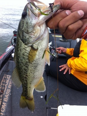 hideup 讓ｪ螻ｱ逶ｴ莠ｺ 繝悶Ο繧ｰ蜀咏悄 2015/06/10