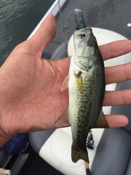 hideup 讓ｪ螻ｱ逶ｴ莠ｺ 繝悶Ο繧ｰ蜀咏悄 2015/09/06