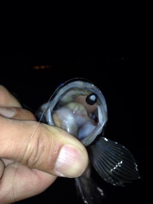 hideup 横山直人 ブログ写真 2015/02/04