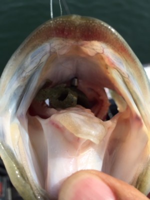 hideup 横山直人 ブログ写真 2015/05/06