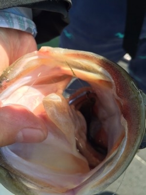 hideup 横山直人 ブログ写真 2015/05/02