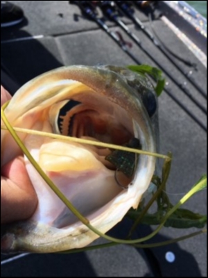 hideup 横山直人 ブログ写真 2018/05/06