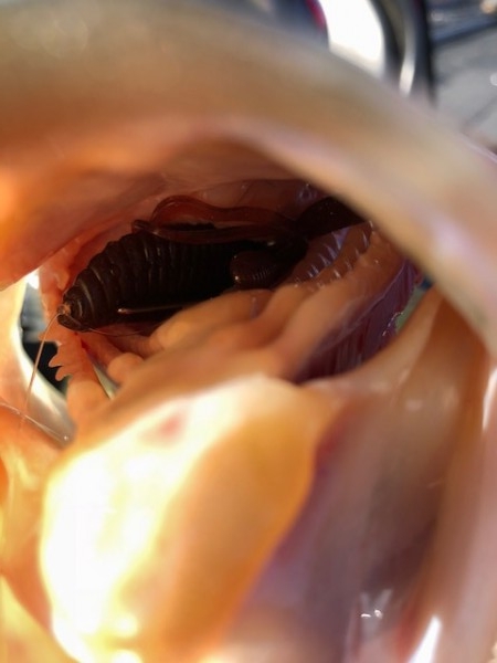 hideup 横山直人 ブログ写真 2018/05/06