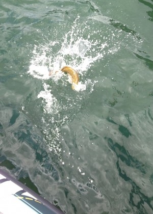 hideup 吉田秀雄 ブログ写真 2013/09/05