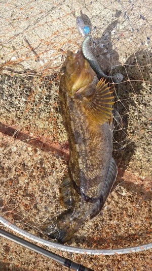 hideup 吉田秀雄 ブログ写真 2017/03/21