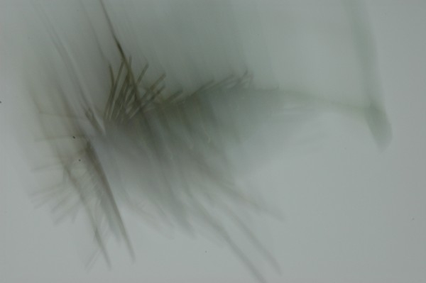 hideup 吉田秀雄 ブログ写真 2013/01/12