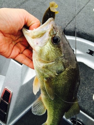 hideup 吉田秀雄 ブログ写真 2014/11/02