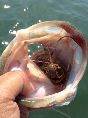 hideup 吉田秀雄 ブログ写真 2013/05/08