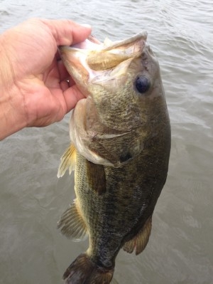 hideup 吉田秀雄 ブログ写真 2013/07/05