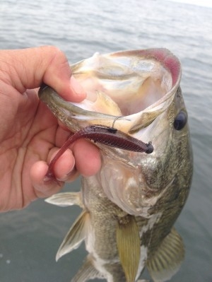 hideup 吉田秀雄 ブログ写真 2013/05/11