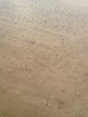 hideup 吉田秀雄 ブログ写真 2013/05/11