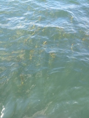 hideup 吉田秀雄 ブログ写真 2013/07/08